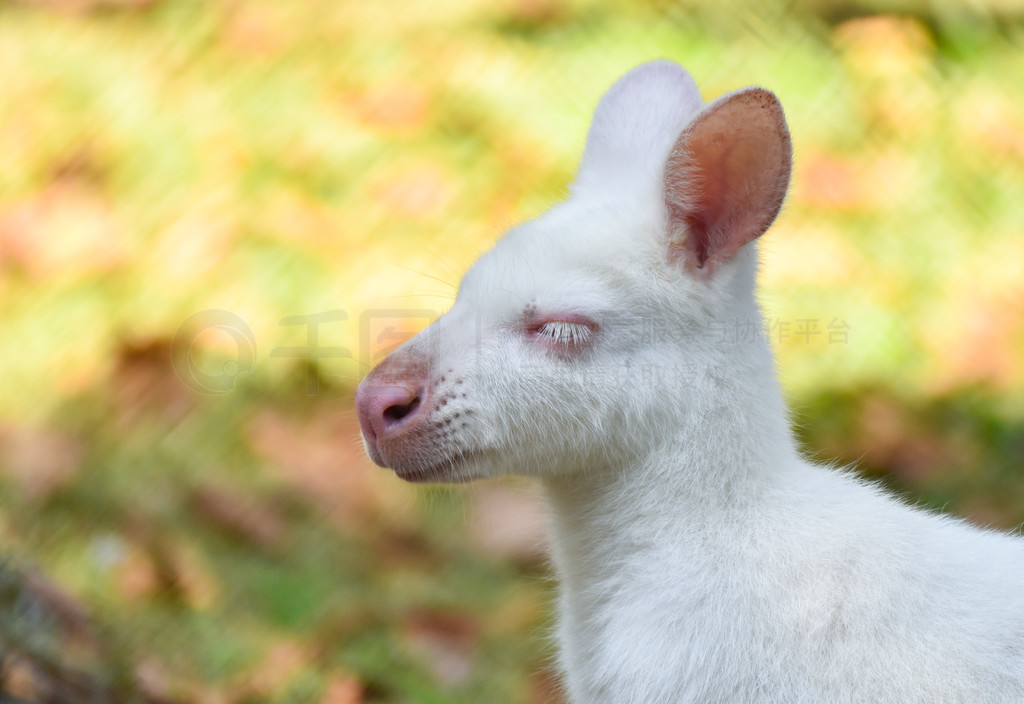 ҰﱣũİװС / Macropus rufogriseus