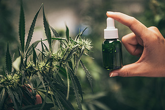 CBD 大麻油，手持大麻油瓶对抗大麻植物。草药治疗，替代医学