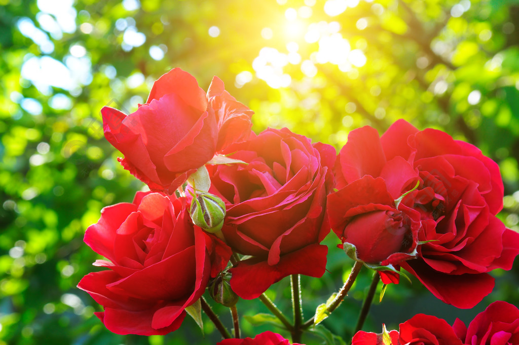 花园和阳光下美丽的玫瑰情人节的玫瑰
