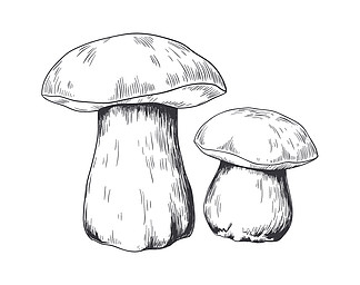蘑菇铅笔素描森林植物,烹饪美味的素食成分