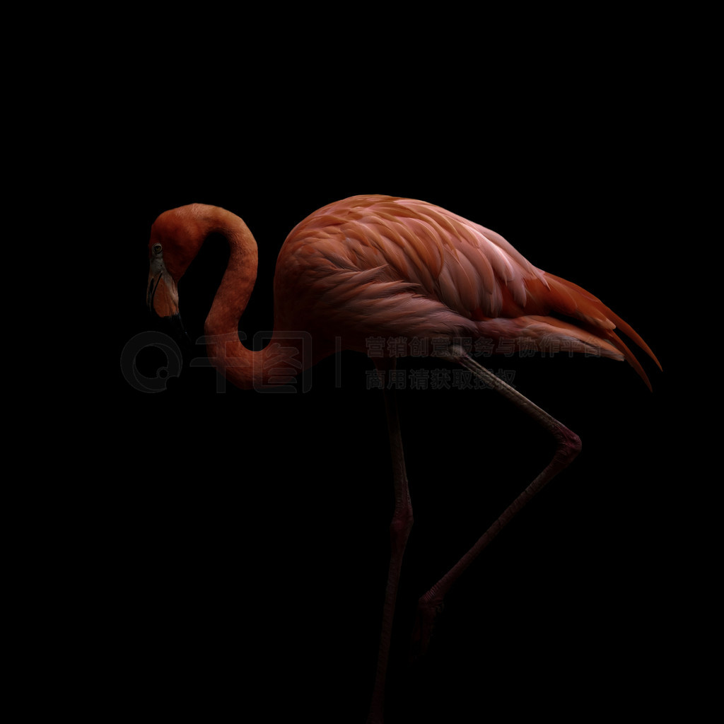  (Phoenicopterus ruber) ɫ