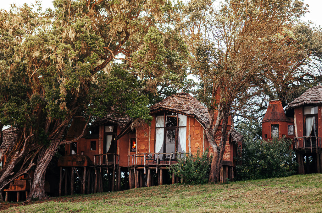 2011 年 6 月 25 日坦桑尼亚 — 大树下花园中带茅草屋顶的豪华粘土屋非洲原始小屋别墅 — 恩戈罗恩戈罗塞伦盖蒂稀树草原