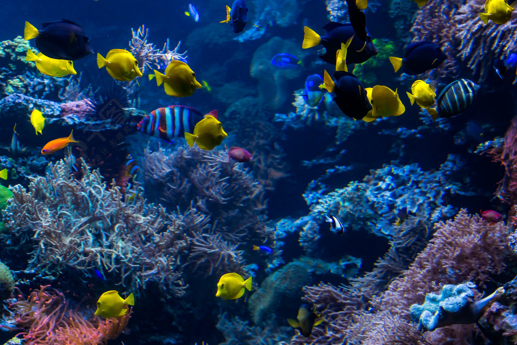 與五顏六色的魚和海洋生物的水下的珊瑚礁風景