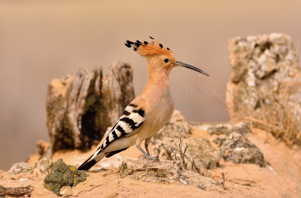 ŷ Hoopoe  Upupa epopsɫϢڵϣȴɫιС