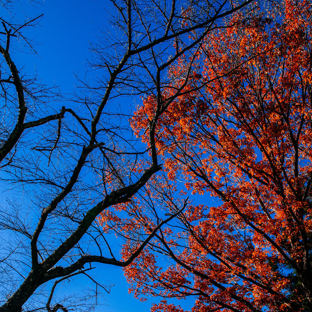 Ӵ總ʿ Chureito Pagoda Arakurayama Sengen ԰¼еĸʿɽѩɫ