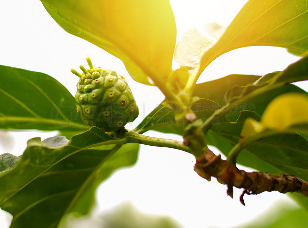 ŵҩ/ϵŵ -  Great morinda, Beach mulberry