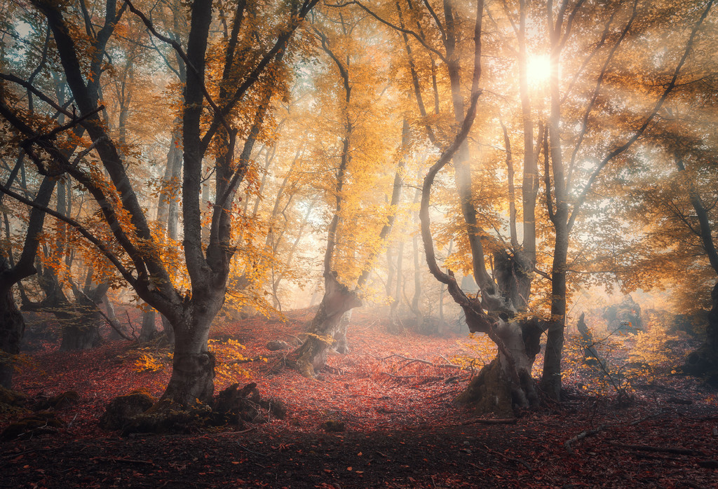 色彩斑斓的梦幻景观,迷雾森林,金色阳光,红色和橙色的叶子