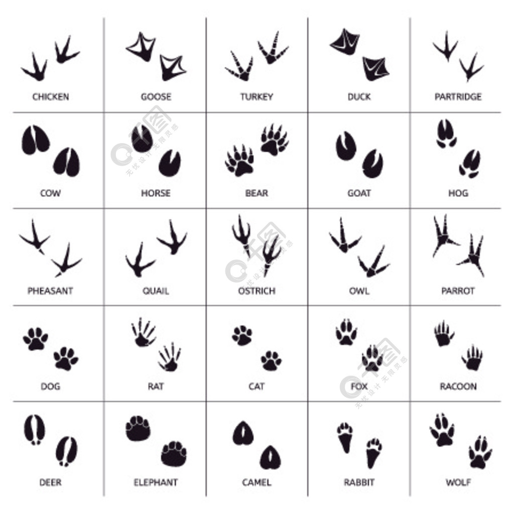 动物脚印动物脚印动物爪子剪影熊猫狼和兔子脚印步骤矢量图集打印动物