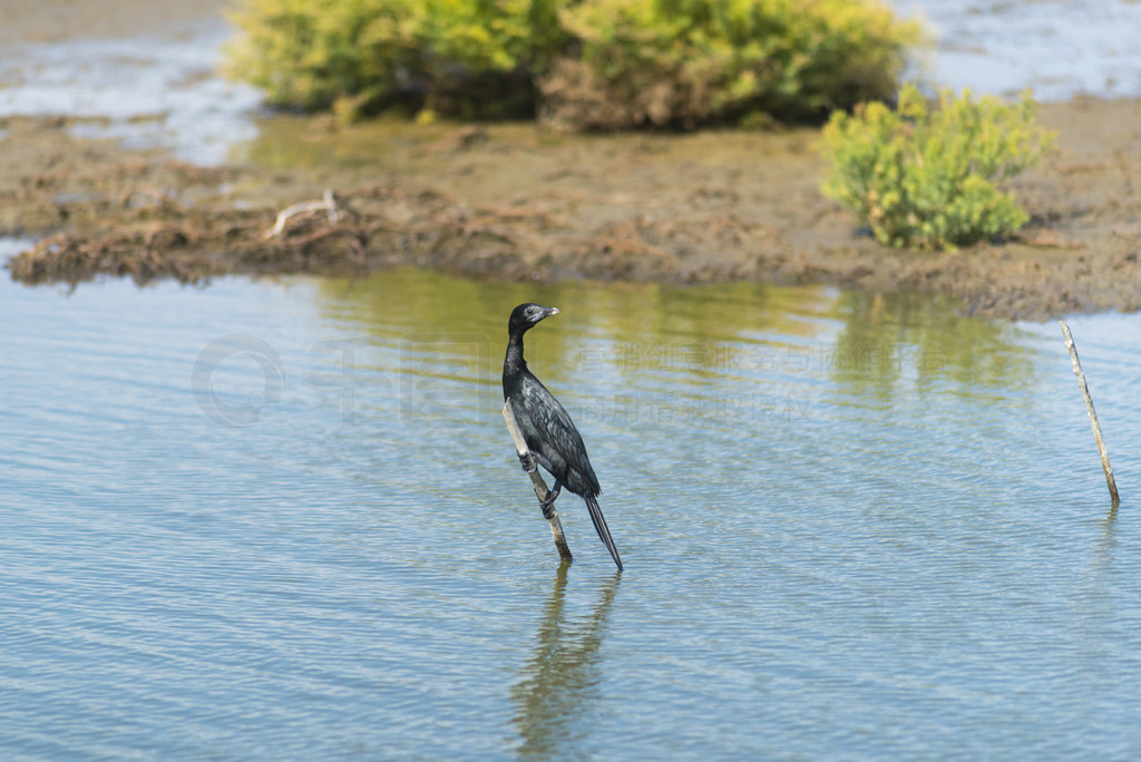  (Phalacrocorax carbo) Ϣ֦ϡ