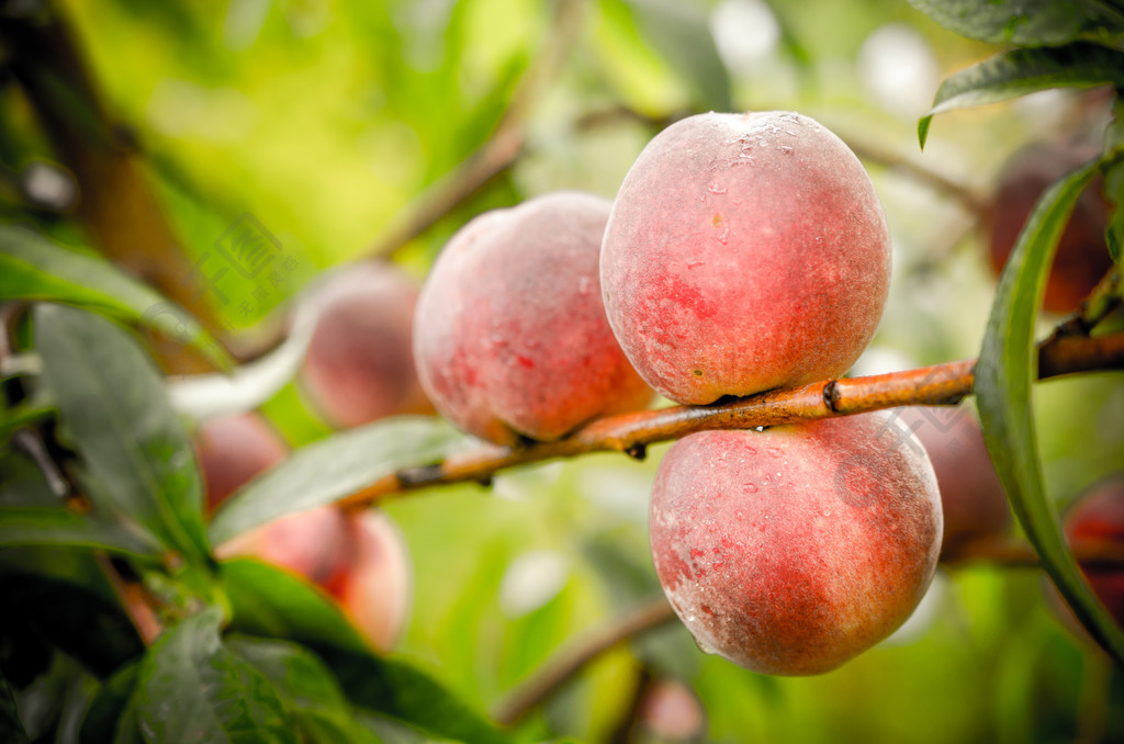 成熟的桃子在树枝上结出果实