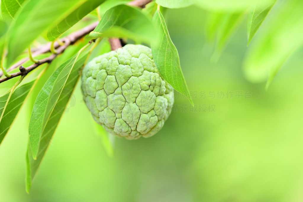 Ȼɫл԰ȴˮƻϵƻ / Annona sweetsop