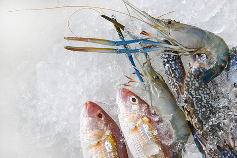 冰背景中的新鮮生海鮮/海鮮市場的貝類蝦蝦蟹和魚海洋美食