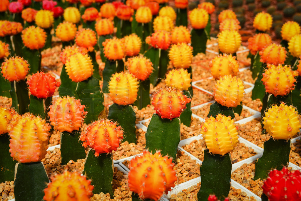 Gymnocalycium /԰ֲĳȻƻ