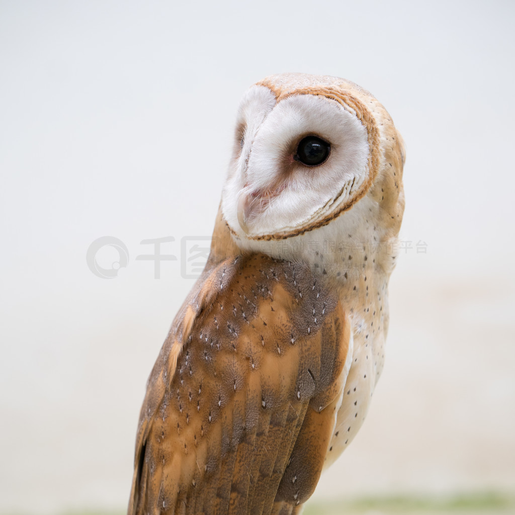 ͨ^ ( Tyto alba ) 