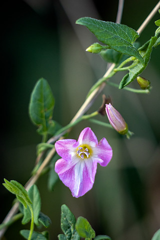 田野旋花,野牵牛花,小旋花 (convolvulus arvensis),在东格林斯特德