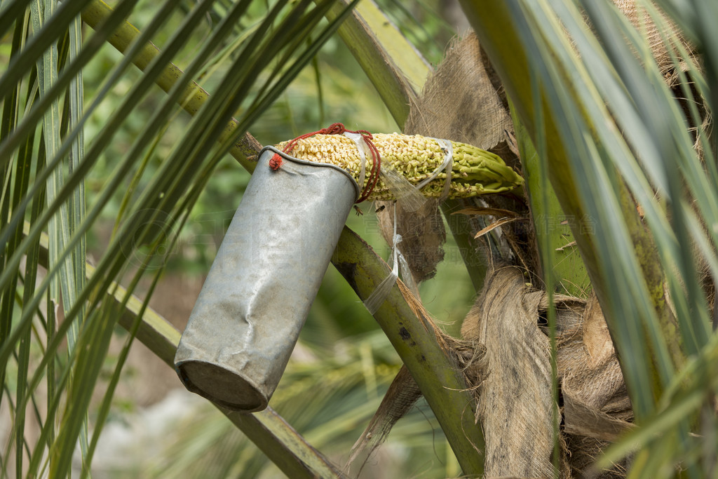 ̩ɳûοķʡֲ԰.. ̩ SAMUT SONGKHRAM PALM SUGAR