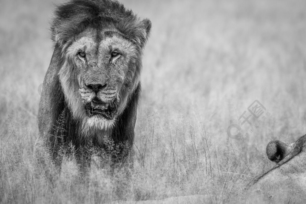大雄狮站在博茨瓦纳卡拉哈里中部黑白相间的高草上
