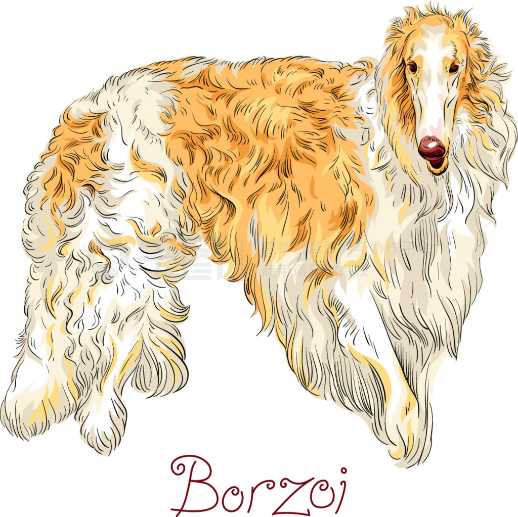 ʸȮƷ֡ɫɫͿ㹷Ʒ Borzoi ˹Ȯڰɫ