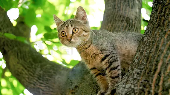 可爱的灰猫坐在花园的树顶上。可爱的灰猫坐在花园的树顶上