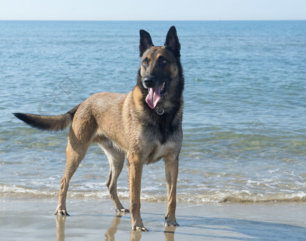 海滩上纯种比利时牧羊犬玛利诺犬的照片