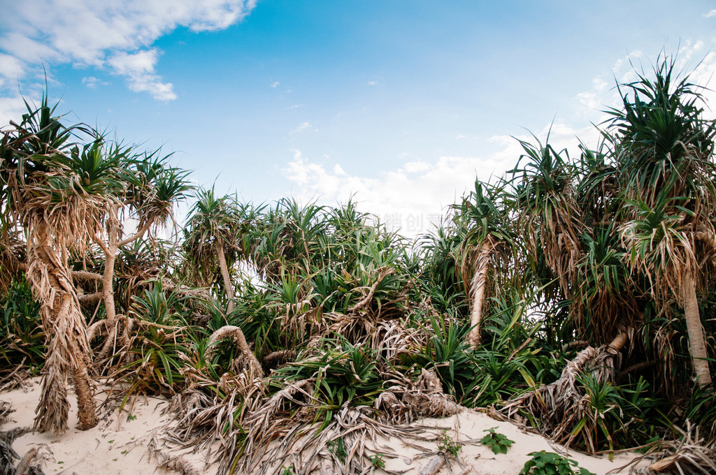 紺ʱǰ̲ Adan Pandanus tectorius İɳձŵ