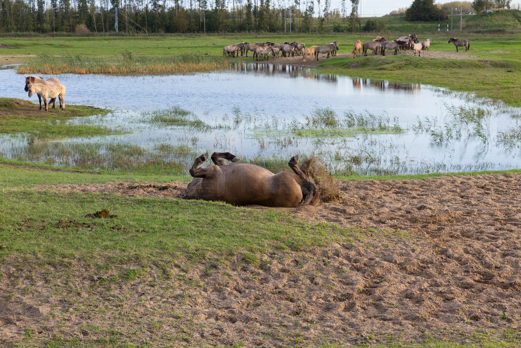 ҹ԰ Oostvaardersplassen  Konik Ⱥһƥɳйȥ档 Konik ɳйȥ