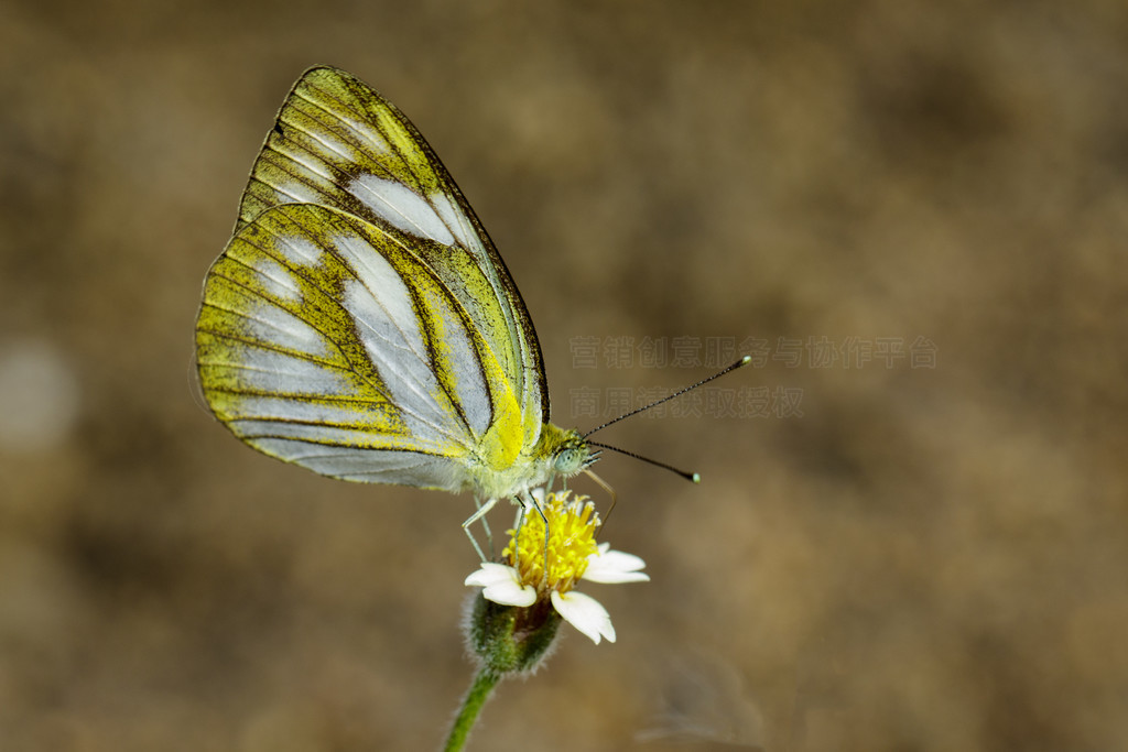 СŸ (Cepora nadina nadina) Ȼµͼ涯