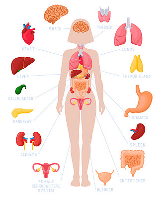 解剖等距海报与人体信息图表模型和内部器官的描述矢量图4230身体内脏