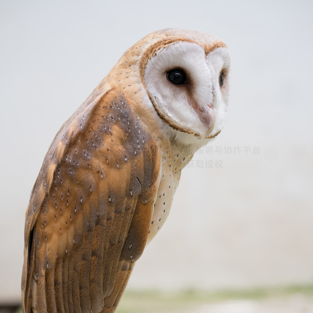 ͨ^ ( Tyto alba ) 