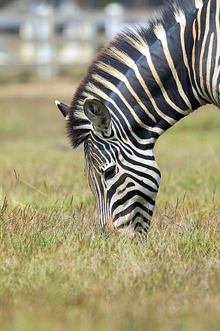 斑马在自然背景下吃草的图像野生动物