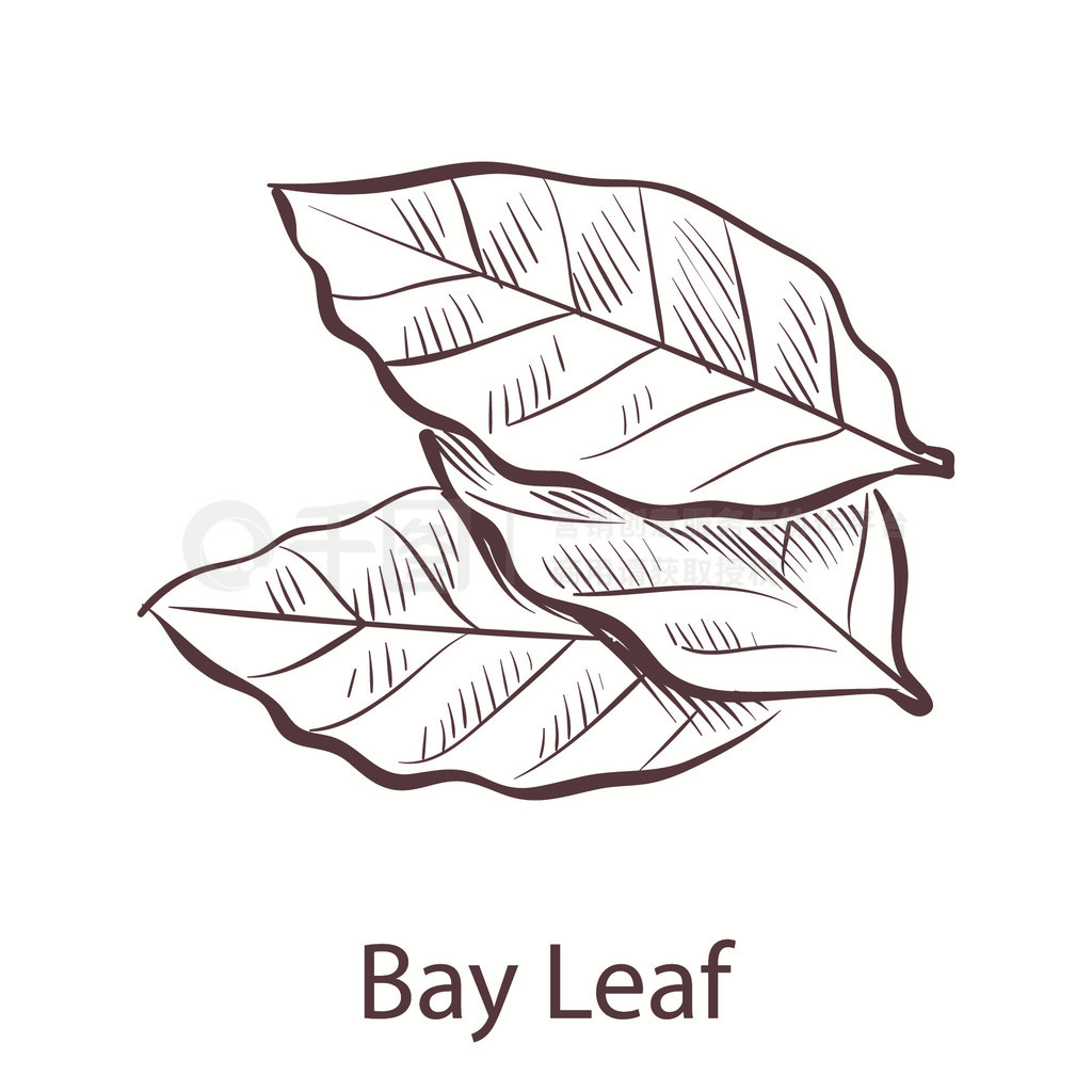 ֻBayLeafͼ