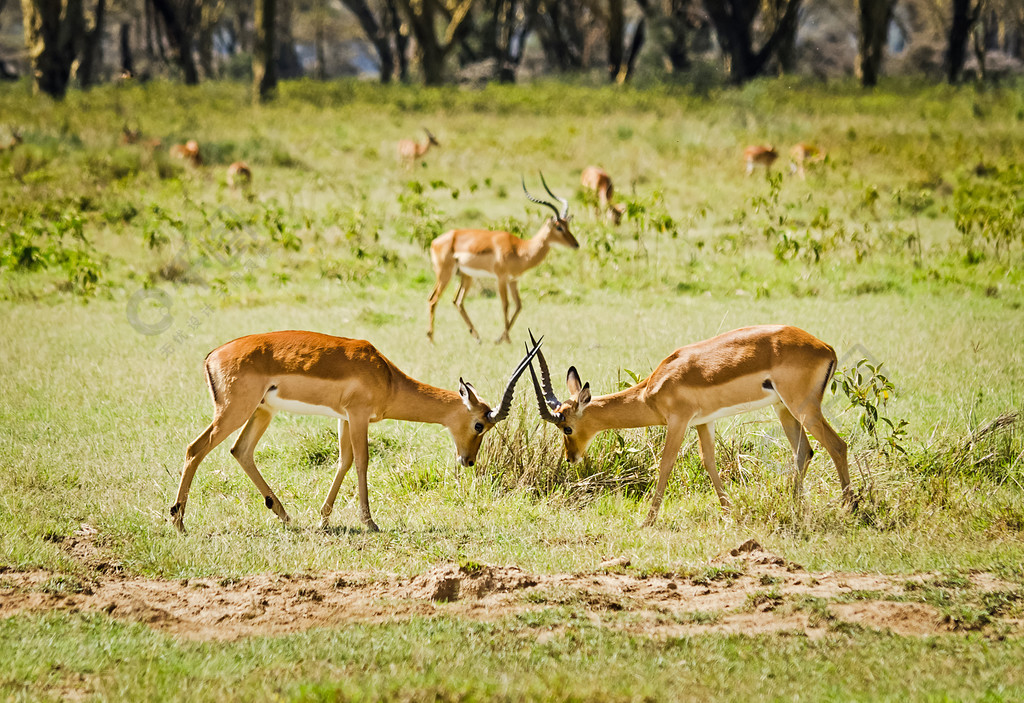 非洲羚羊非洲的野生动物稀树草原