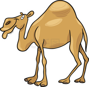 单峰骆驼的卡通插图