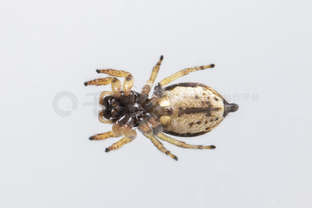 bleeker  (Euryattus bleekeri) ڰɫϵͼ񡣴ӵײ鿴档