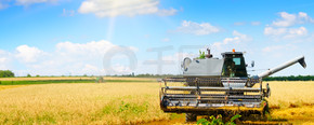 联合收割机农业机器收割金色成熟的麦田。农业。宽幅照片。