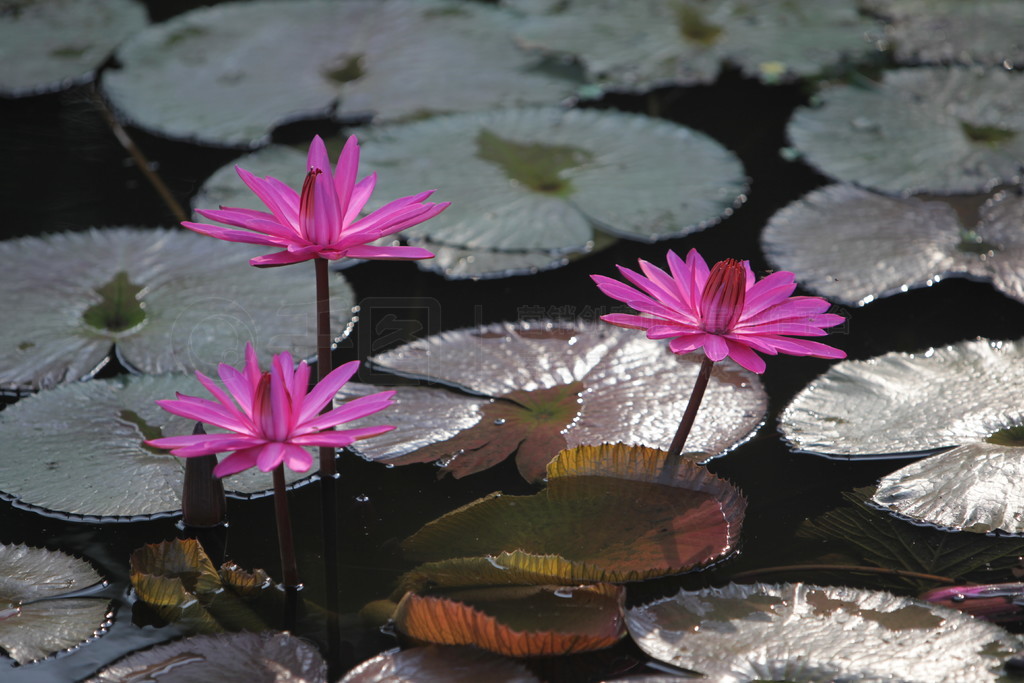 ̩ȱǸһ԰.. ASIA THAILAND AYUTHAYA NATURE LOTUS FLOWER