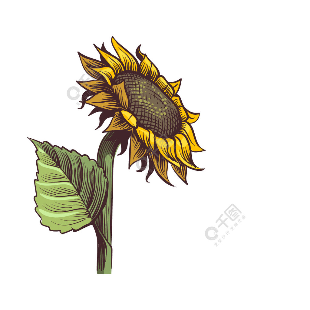 黄色向日葵野花太阳形从上面看阳光明媚的花朵黑色的种子和花瓣手绘