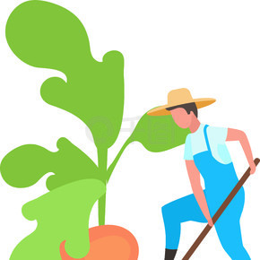 秋收平面矢量图。农民用铲子卡通人物收割大萝卜。种植和种植根茎类蔬菜。农业工程。挖掘块根作物的农场工人