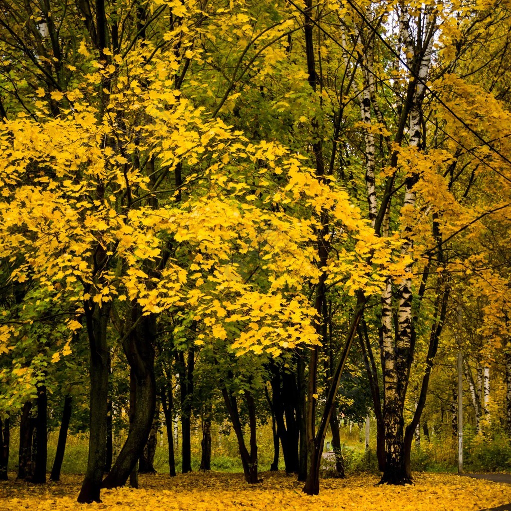 公园风景黄树叶图片图片
