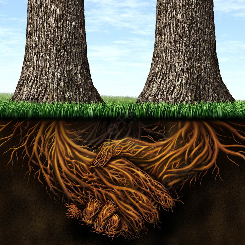 坚实的基础作为稳定和忠诚的商业理念两棵树的根在地下握手的形状象征