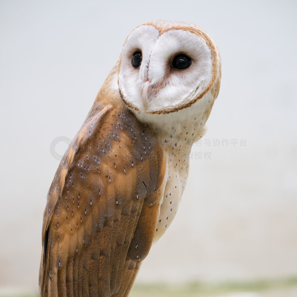 ͨ^ ( Tyto alba ) 