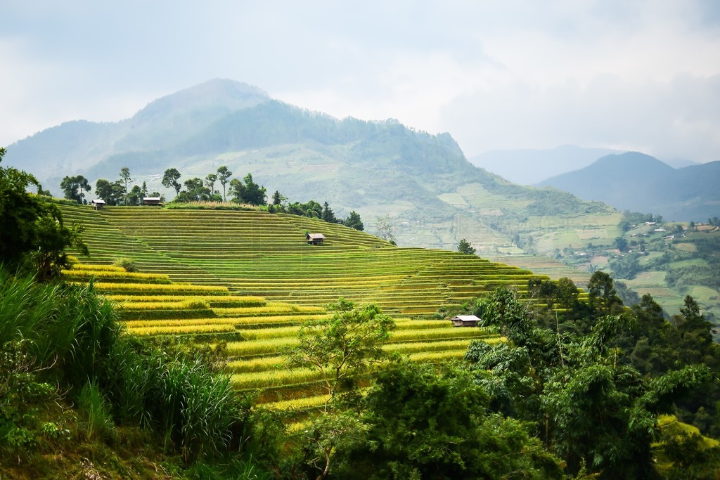 Խ Yen Bai Mu Cang Chai 꼾ϵĵԽĵ׼ֲ