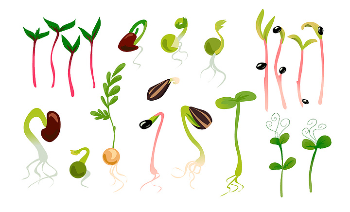 microgreen生长种子,植物生长阶段有叶子和根的幼苗蔬菜发芽过程