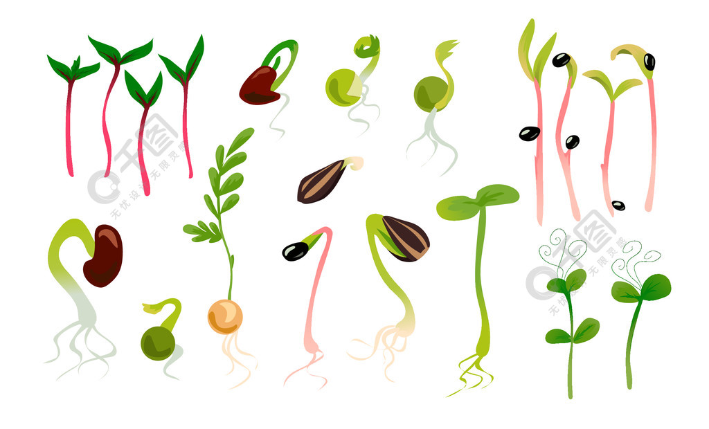 绿豆发芽的过程卡通图图片
