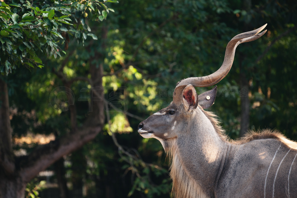 Դ (tragelaphus strepsiceros) Ф