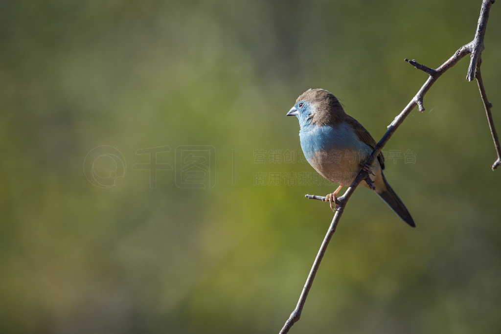  Cordonbleu վϷǿ³ҹ԰Ȼй֦ϣ Estrildidae  Uraeginthus angolensis 塣Ϸǿ³ҹ԰ Cordonb