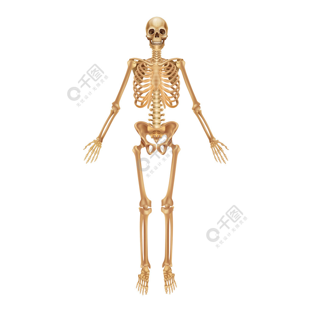 人体骨骼医疗3d解剖横幅四肢或头骨的逼真的黄色骨头有脊椎和肋骨的
