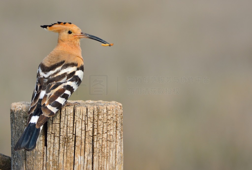 ŷ Hoopoe  Upupa epopsɫϢԭľϣȴɫιС