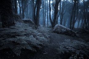 黑暗森林温馨图片