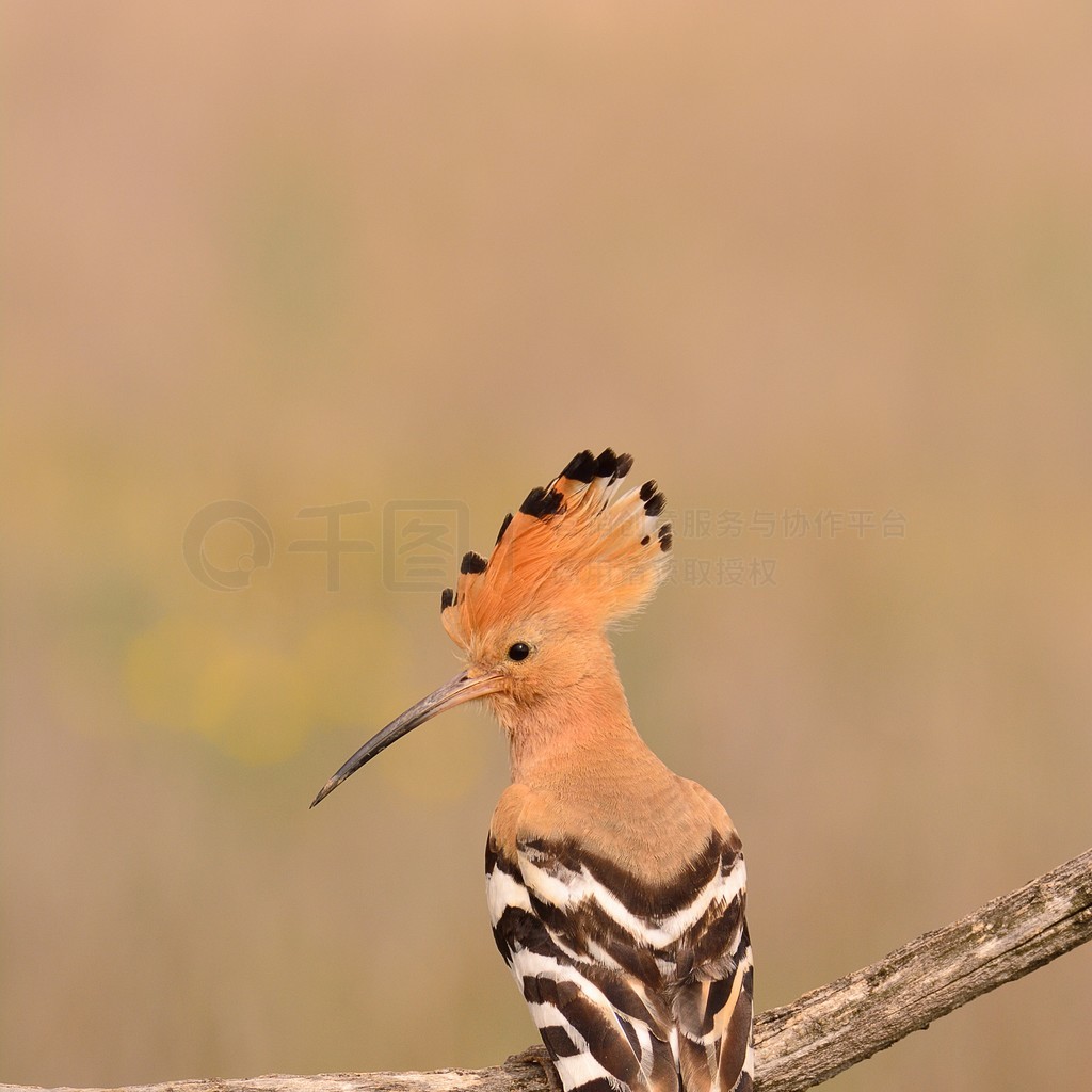 ŷ Hoopoe  Upupa epopsɫϢ֦ϣȴɫιС